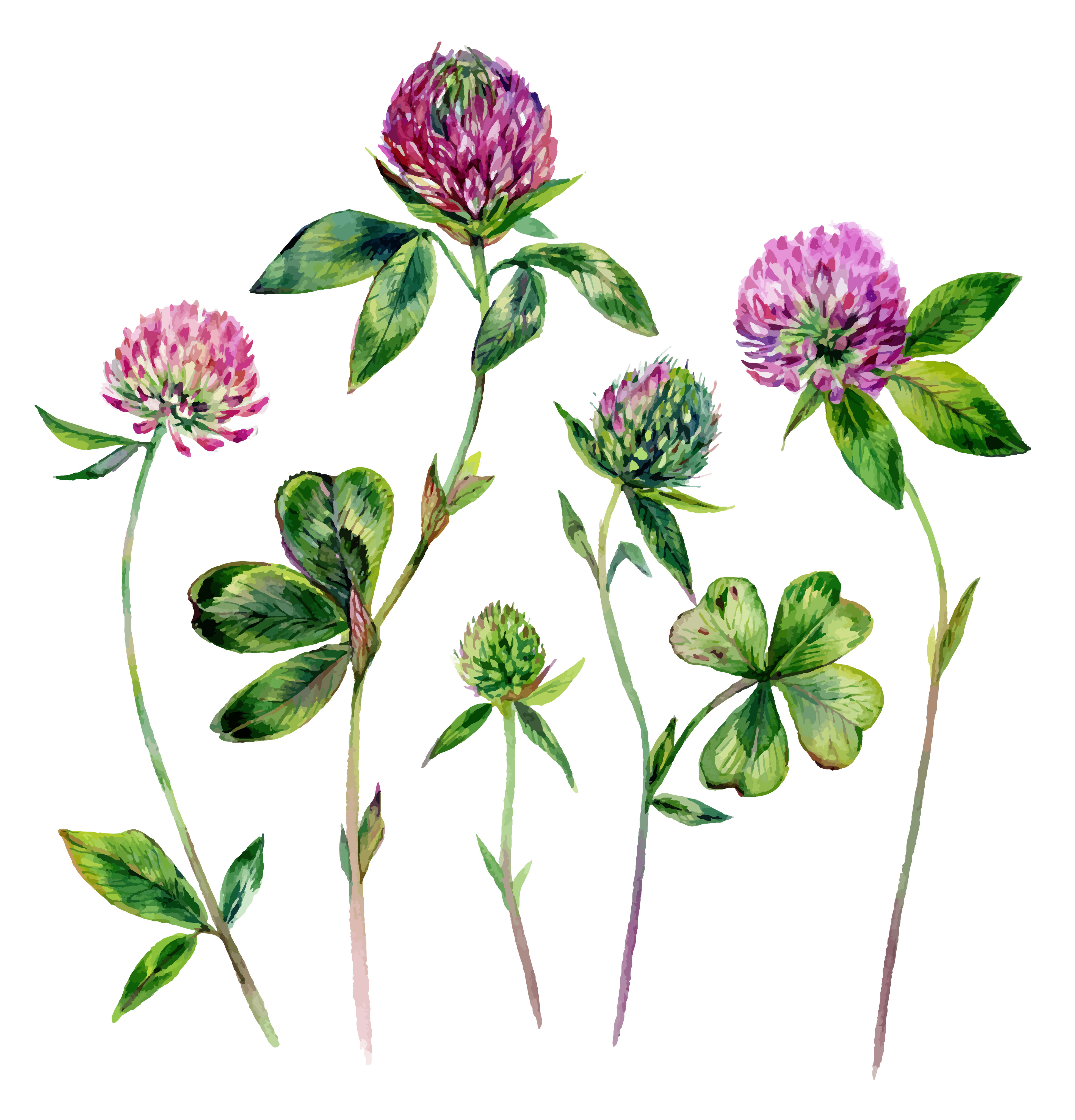 Clovers Clovers